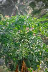 Nature's Canvas: Sunbeams Paint the Promise of Papaya - This photorealistic close-up reveals the delicate skin and vibrant hues of a green papaya, kissed by the sun and nestled amidst lush foliage.