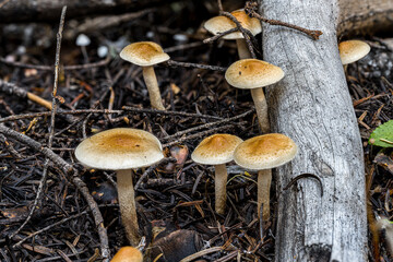 Fruiting Bodies of a Hypholoma Fungus