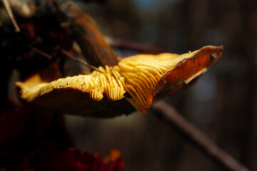 Closeup profile of mushroom