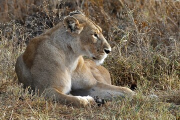 Proud lioness with her three-week-old babies in Ngorongoro Crater in Tanzania