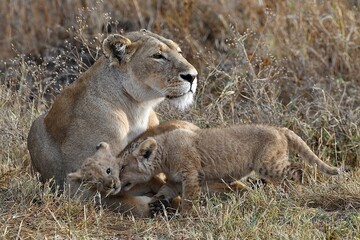 Proud lioness with her three-week-old babies in Ngorongoro Crater in Tanzania