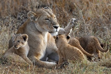 Proud lioness with her three-week-old babies in Ngorongoro Crater in Tanzania