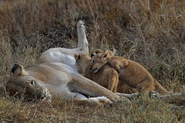 Proud lioness with her three-week-old babies in Ngorongoro Crater in Tanzania