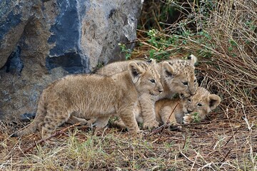 Proud lioness with her three-week-old babies in Ngorongoro Crater in Tanzania