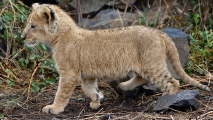 Proud lioness with her three-week-old babies in Ngorongoro Crater in Tanzania