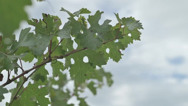 Hojas de vid con gotas de agua y cielo nublado