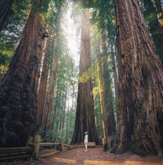 Giant Sequoia Trees California - 710022382