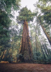 Giant Sequoia Tree California - 710022592