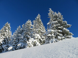 Schneebedeckte Bäume