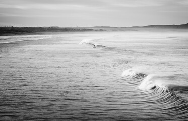 Ocean Surfing Black and White - 710025752