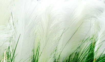 White flora grasses background and light colours at a field, associated with beautiful and dreamy...