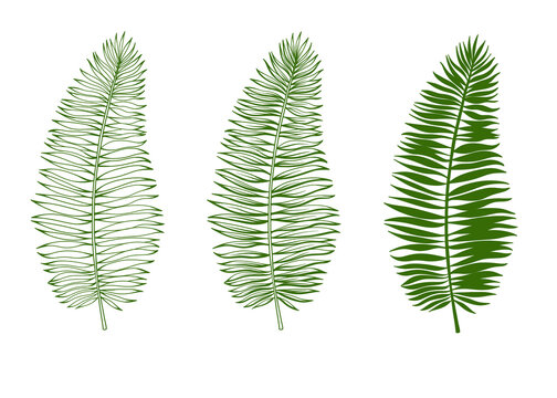 Exotic plants, palm leaves, monstera on an isolated transparent background