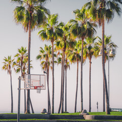 Venice Beach Basketball - 710027538