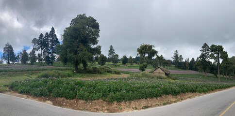 Panoramic photograph of a landscape in Perote, Veracruz, Mexico, with a field with purple flowers and trees in a cloudy day
