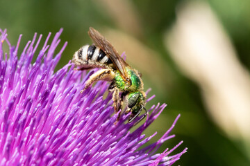 Agapostemon virescens, also known as the bicolored striped sweat bee, is a medium-sized, shiny...