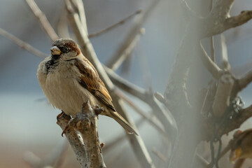 sparrow on a branch