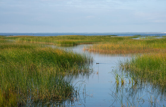 Landscape coastline on the Baltic Sea, the shallow coastal waters partially covered with green grass. A duck is swimming in the blue inlet.