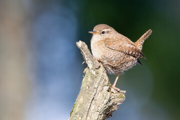 Winter Wren