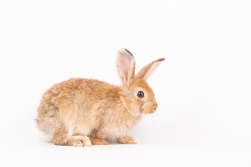 An isolated portrait or close up of lovely, adorable and fluffy Easter bunny or rabbit on white background. Cute furry and curiosity rabbit on white background Symbol of Easter day festival or events.