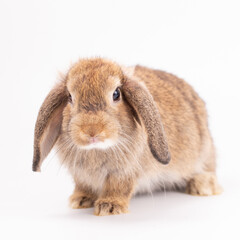 An isolated portrait or close up of lovely, adorable and fluffy Easter bunny or rabbit on white background. Cute furry and curiosity rabbit on white background Symbol of Easter day festival or events.