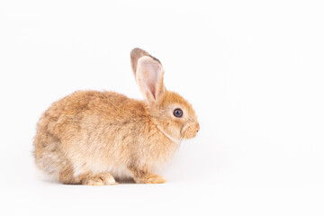 An isolated portrait or close up of lovely, adorable and fluffy Easter bunny or rabbit on white background. Cute furry and curiosity rabbit on white background Symbol of Easter day festival or events.