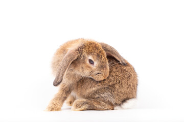 Obraz premium An isolated portrait or close up of lovely, adorable and fluffy Easter bunny or rabbit on white background. Cute furry and curiosity rabbit on white background Symbol of Easter day festival or events.