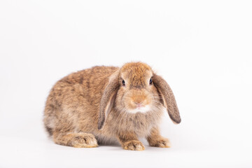 An isolated portrait or close up of lovely, adorable and fluffy Easter bunny or rabbit on white background. Cute furry and curiosity rabbit on white background Symbol of Easter day festival or events.