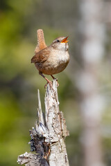 Winter Wren
