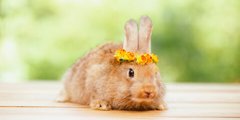 A portrait or close up of lovely, adorable and fluffy Easter bunny or rabbit on green and nature...