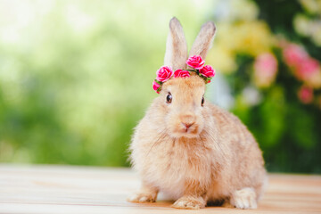 A portrait or close up of lovely, adorable and fluffy Easter bunny or rabbit on green and nature background. Cute furry and curiosity rabbit on white background Symbol of Easter day festival or events