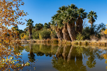 Agua Caliente Regional Park - during fall. Tucson Arizona