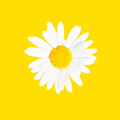 One chamomile on a yellow background. View from above.