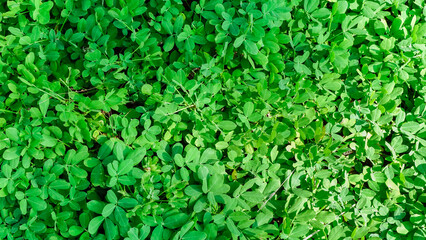 Natural green leaves fence wall in natural garden for background, texture leaves of tree is background. fresh Green leaves leafy bushes growing on lawn ground, environmentally friendly.Close-up.