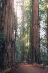 Giant Redwoods California - 710033741