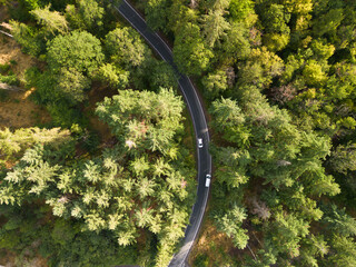 Top down view of two white cars driving around the curve between the green forest trees 