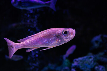 Obraz na płótnie Canvas Fish in aquarium