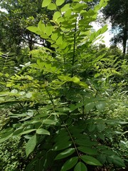 green leaves in the forest