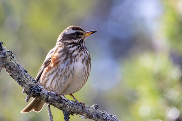 Redwing