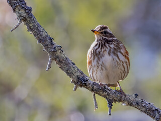 Redwing