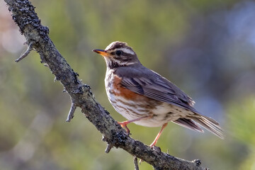 Redwing