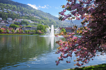 Cherry blossom in the Park in Bergen 