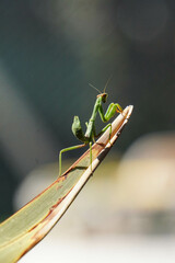 Pequeña mantis posando
