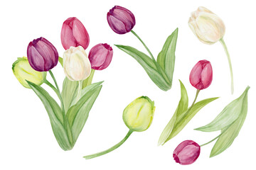 Obraz premium set tulips 1