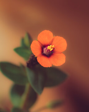 Scarlet pimpernel, cute weed also known as Anagallis arvensis. This one is taken at Andrews Wood in Sevenoaks.