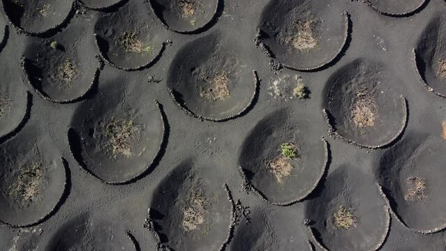 Aerial top down view of Malvasia grapes growing in topsoil covered in lapilli in La Geria Lanzarote the low curved walls protect the vines from the constant drying wind 4k resolution quality
