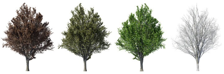 Set of Ulmus minor or Field elm tree,  Autumn, summer, spring, winter of the tree with isolated on transparent background. PNG file, 3D rendering illustration, Clip art and cut out