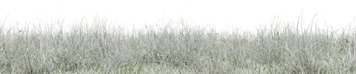 Snow grass field in nature,  Meadow in winter, Tropical forest isolated on transparent background -...