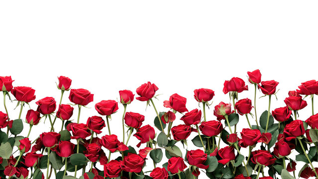 Red rose frame in line. Blank template element for postcard design or photo frame