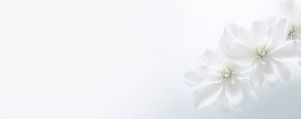 White magnolia flowers on a white background. Floral panoramic banner. Generative Ai
