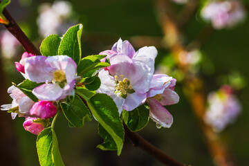 A macro view of a blooming apple tree with raindrops on a spring day.
